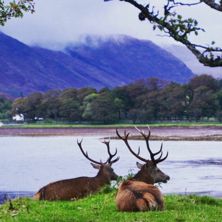 two deers scottish countryside camping