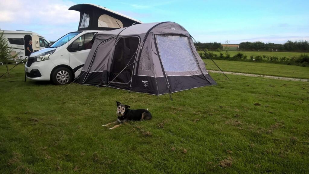 dog beside camping tent