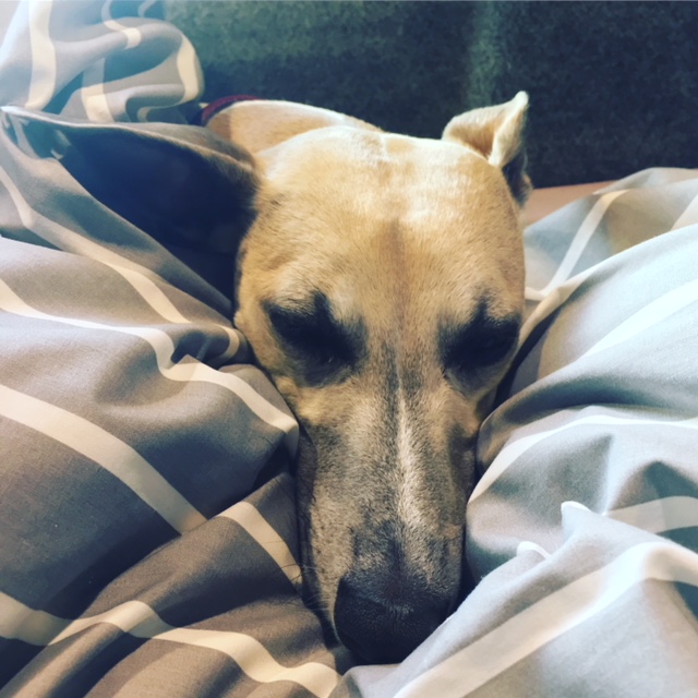 dog sleeping in blanket