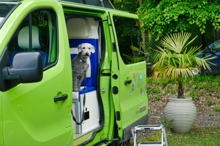dog inside green campervan