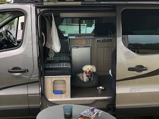 white dog inside a campervan