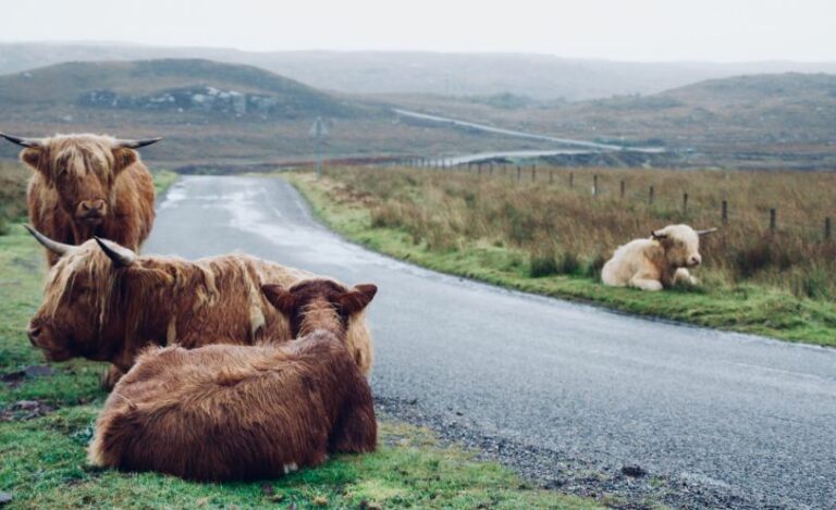 buffalos beside the road
